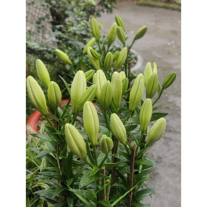 Củ ly kép, ly cao thơm Hà Lan