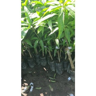 Cây xoài tím Ngọc vân giống