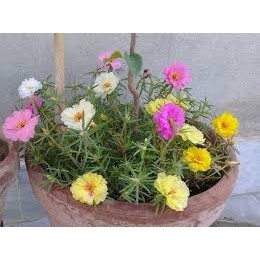 200 hạt giống hoa mười giờ kép (HT)