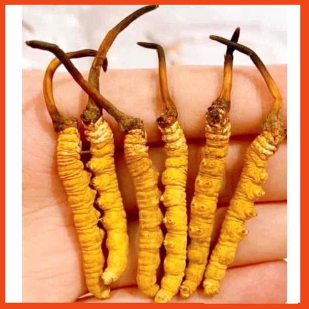 ĐÔNG TRÙNG HẠ THẢO BHUTAN  NGUYÊN CON -  thượng phẩm đại bổ MS01