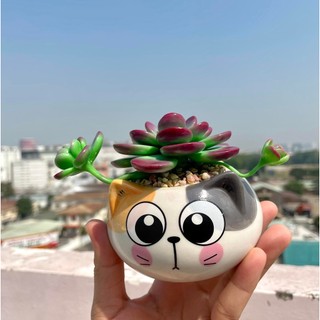 Sen đá bằng đất sét chậu mèo siêu cưng