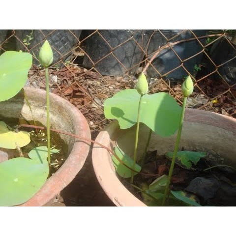 10 Hạt Giống Hoa Sen Nhật Mini Đủ Màu