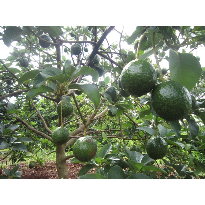 Cây bơ booth 7 giống