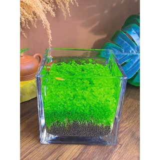 Hạt giống cây thuỷ sinh - cỏ nước- cỏ nước(ngưu mao chiên,..)