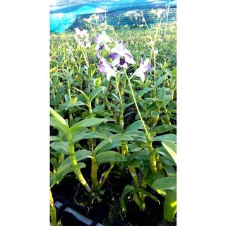 ATONIK 1.8SL (Chính Hãng) 1 GÓI