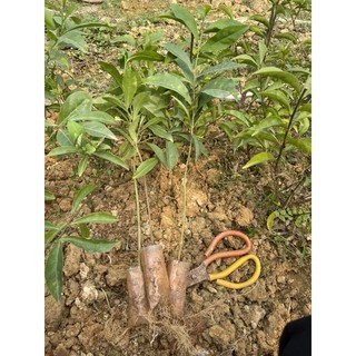 Cây giống nhài Nhật 1 thân