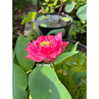 Sen mini siêu nụ Pink Butterfly