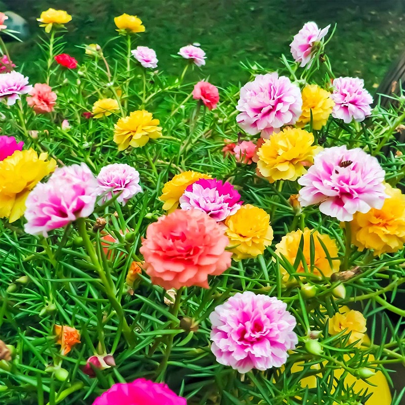 HAT GIỐNG HOA MƯỜI GIỜ KÉP ,MIX ĐỦ  MÀU , BÔNG TO NHƯ HÌNH