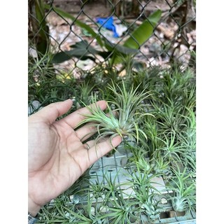Cây không khí - Thạch thảo mini