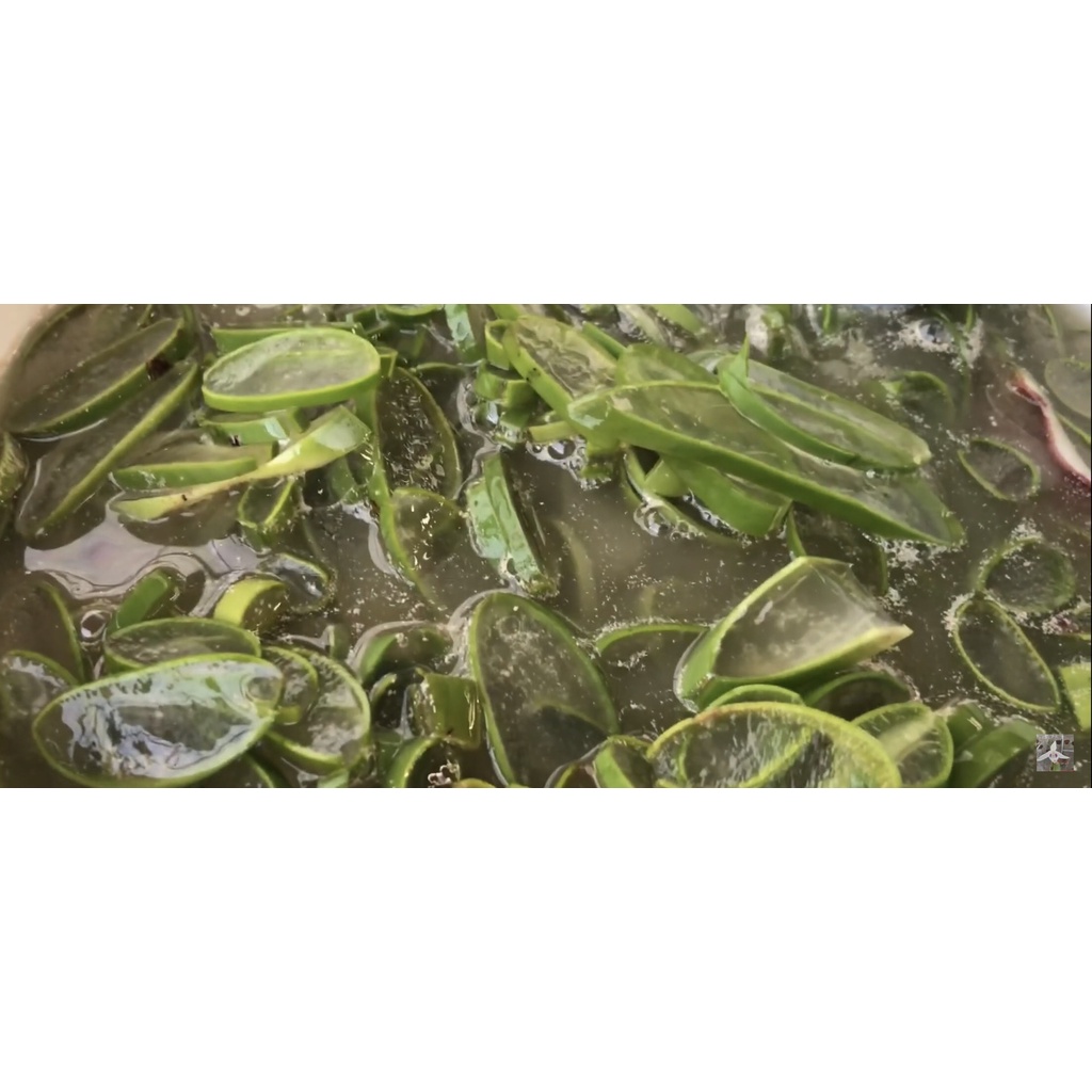 GE Nha Đam + Dịch Nha Đam  - Phân Bón Hữu Cơ - Kích rễ - Kích kie - Kích thích Sinh trưởng.