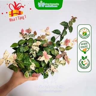 Cây thằn lằn bông