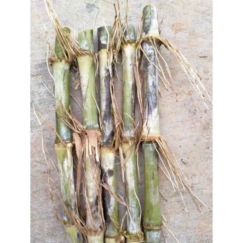 100 hom cỏ voi xanh