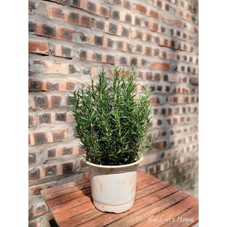 Hoả tốc HN - Cây hương thảo rosemary size M nhỡ lá thơm làm steak