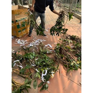 LAN KIỀU MỠ GÀ