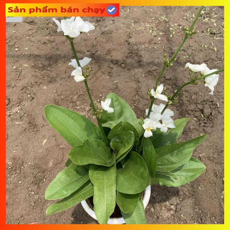 Cây bách thủy tiên cao 45cm, cây thủy sinh nở hoa đẹp, trang trí non bộ, tiểu cảnh hồ cá