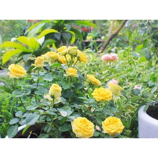 Hoa hồng bụi Tezza vàng siêng hoa