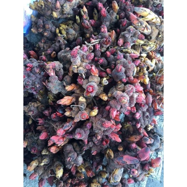 Nấm Ngọc cẩu tươi và khô 1kg