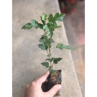 cây giống táo mèo ( Sơn trà)