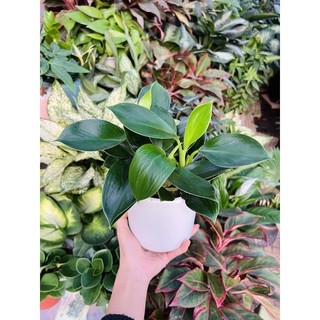 Trầu bà đế vương để bàn