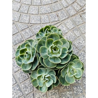 sen đá đất xanh bụi 1 gốc