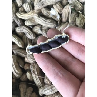Hạt giống lạc đen