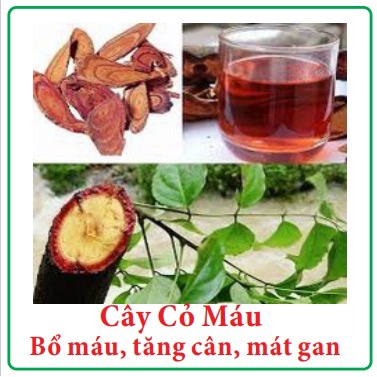 Cây Cỏ Máu giúp bổ máu, tăng cân, mát gan, đẹp da, đặc biệt tốt cho phụ nữ sau sinh, người ốm yếu