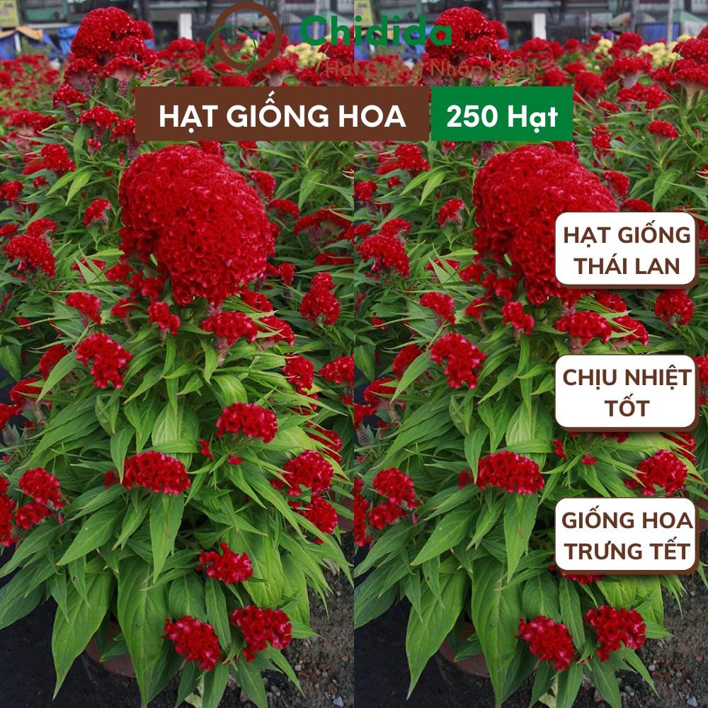 Hạt giống hoa mào gà búa Chidida hoa tết đẹp giống Thái Lan gói 250 hạt cây cao từ 60 đến 70cm