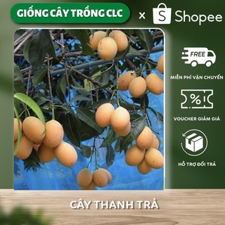 Cây Thanh Trà ngọt siêu chất lượng đặc sản An Giang giống chuẩn F1 chất lượng cao