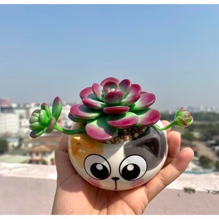 Sen đá bằng đất sét chậu mèo siêu cưng