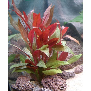 HUYẾT TÂM LAN 15 NHÁNH