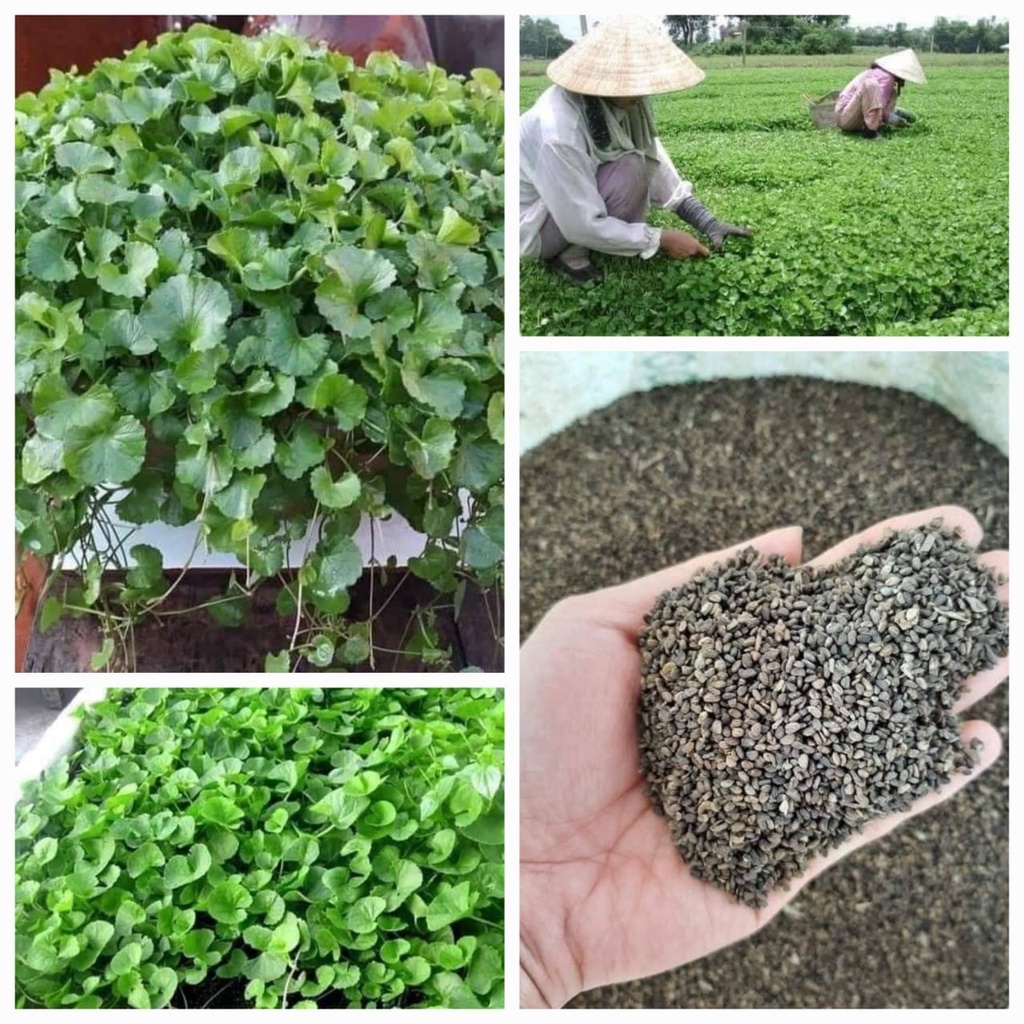HẠT GIỐNG RAU MÁ LÁ NHỎ GÓI 2500 HẠT