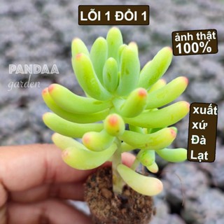 Sen Đá Thạch Ngọc Mỹ Size Mini 2,5-4cm Siêu Xinh, Xuất Xứ Vườn Sen Đá PANDAA GARDEN Đà Lạt Khoẻ Đẹp, Lỗi 1 Đổi 1
