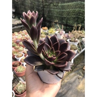 Sen Đá Socola Giống Mới Size Trung