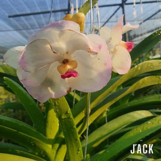 Lan Vanda Jack White - Bông Đẹp