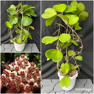 Chậu Cẩm cù kerrii var size đại, lá hình tim rất đẹp