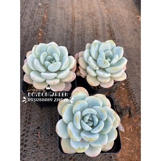 cây sen đá mon lai size chậu 7cm_hàng sẵn🍀