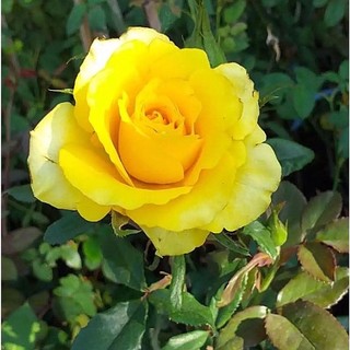 Hoa hồng bụi Tezza vàng siêng hoa
