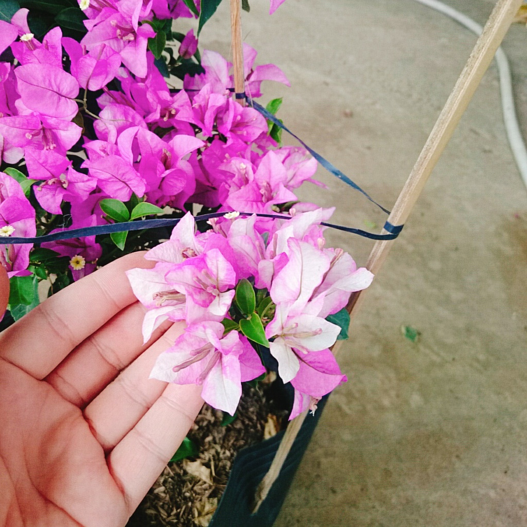 Hoa Giấy Tím Tuyết - cây cảnh đẹp trang trí sân vườn