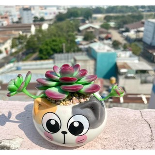 Sen đá bằng đất sét chậu mèo siêu cưng
