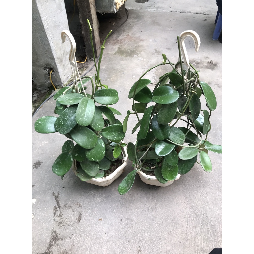 giò hoa lan cẩm cù Kerrii size khủng