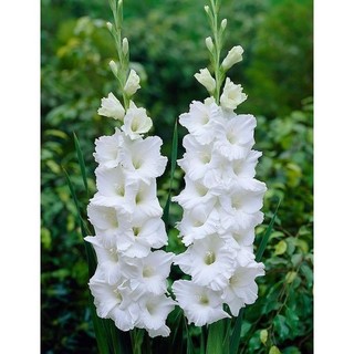 Củ hoa lay ơn trắng (Củ giống nhập ngoại)
