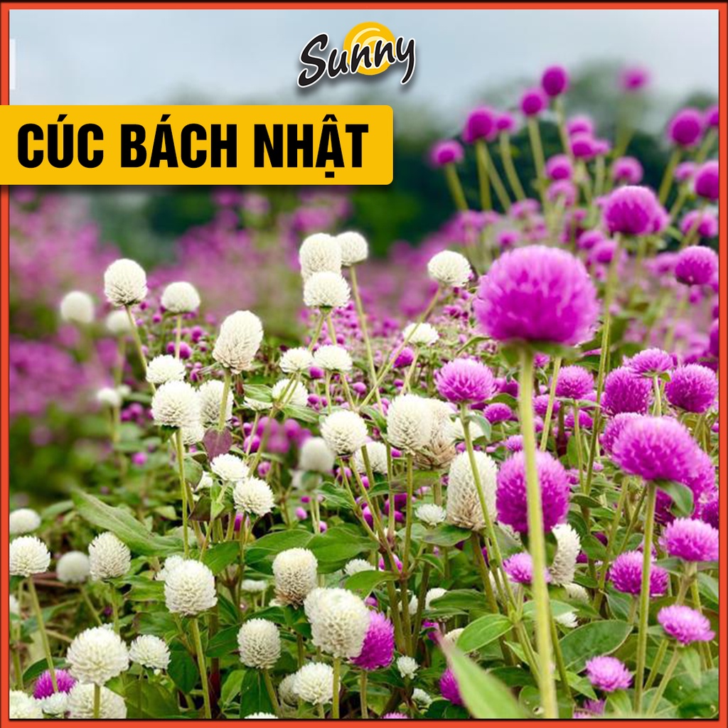 100 Hạt giống Cúc Bách Nhật, Cúc Nút Áo nhiều màu, siêu bông, chịu nhiệt, ra hoa và trồng quanh năm