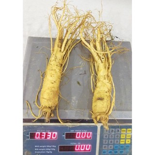 2 Củ Lớn Nhân Sâm Tươi Hàn Quốc (300-340g), PP Sâm Yến 3A