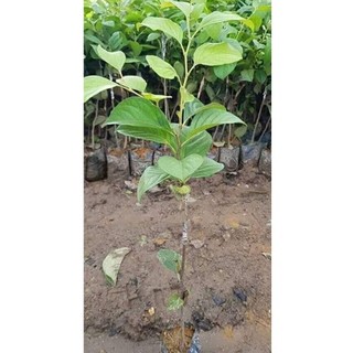 Cây giống hồng giòn nhật bản