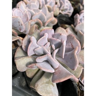 cây sen đá cúc tím  🌵 [Chính hãng]⚡ [Ảnh thật] ❤ [FreeShip] ✈ [Có sẵn]