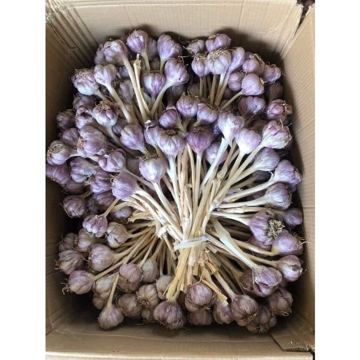 Tỏi ta khô kinh môn HẢI DƯƠNG