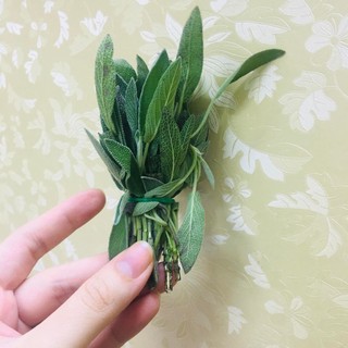 Lá tươi xô thơm sage 100g