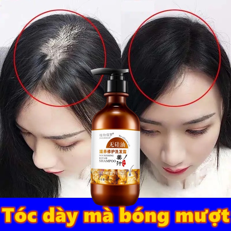 Dầu gội mọc tóc Dầu gội gừng Dầu gội đen tóc 800ml Ngăn rụng tóc Kiểm soát dầu và gàu chăm sóc tóc