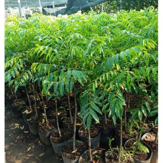 Cây giống cóc Thái