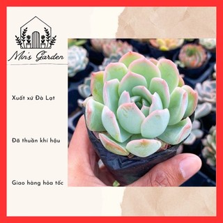 Sen đá má hồng 🔥free ship🔥 xuất xứ đà lạt, đã thuần khí hậu